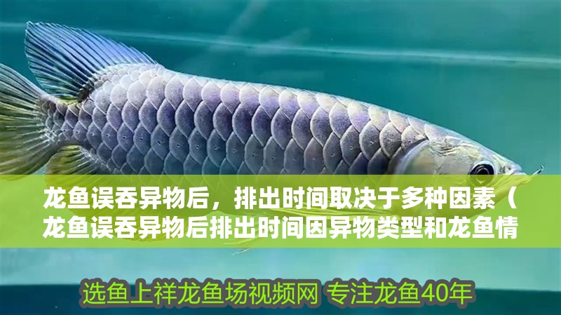 龍魚誤吞異物后，排出時間取決于多種因素（龍魚誤吞異物后排出時間因異物類型和龍魚情況而異）