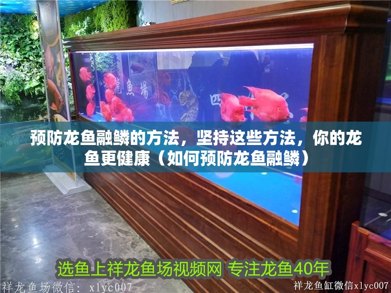 預防龍魚融鱗的方法，堅持這些方法，你的龍魚更健康（如何預防龍魚融鱗）