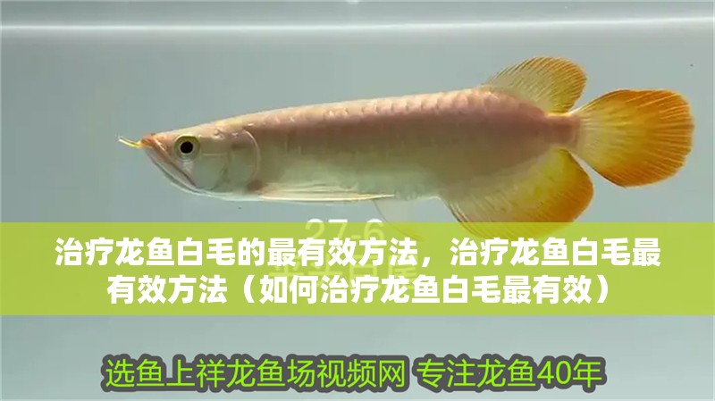 治療龍魚白毛的最有效方法，治療龍魚白毛最有效方法（如何治療龍魚白毛最有效）