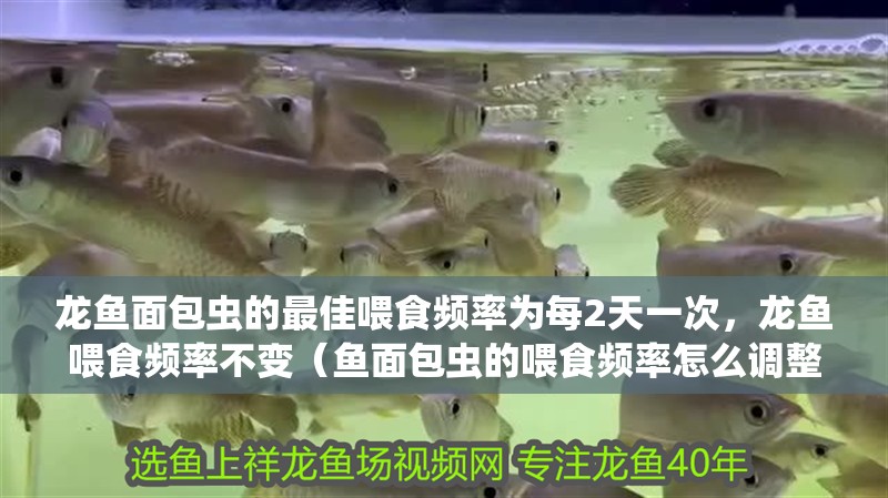 龍魚面包蟲的最佳喂食頻率為每2天一次，龍魚喂食頻率不變（魚面包蟲的喂食頻率怎么調整？）
