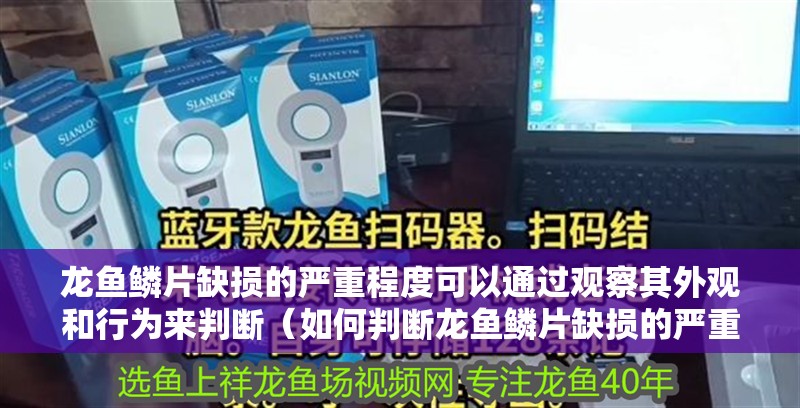 龍魚鱗片缺損的嚴重程度可以通過觀察其外觀和行為來判斷（如何判斷龍魚鱗片缺損的嚴重程度）