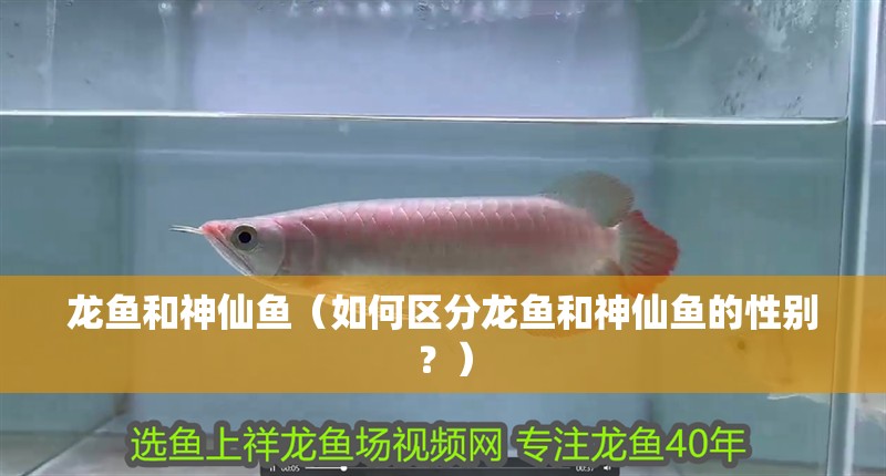 龍魚和神仙魚（如何區分龍魚和神仙魚的性別？）