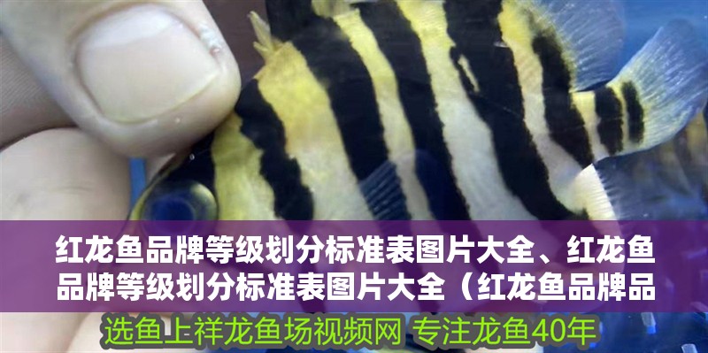 紅龍魚品牌等級劃分標準表圖片大全、紅龍魚品牌等級劃分標準表圖片大全（紅龍魚品牌品牌等級劃分標準表圖片大全）