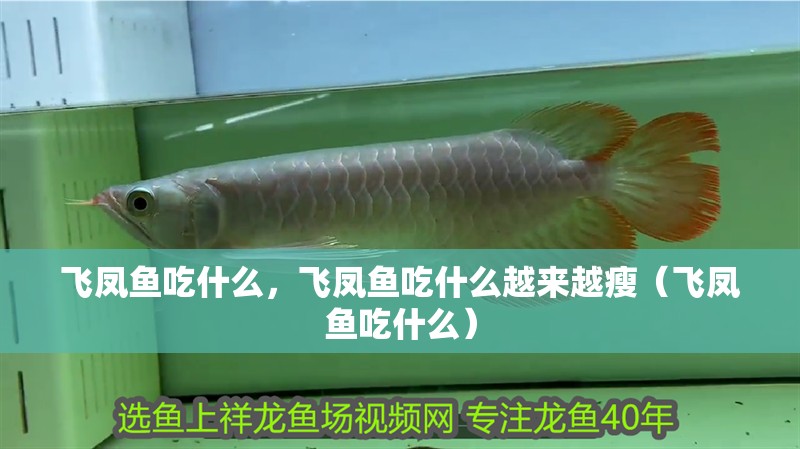 飛鳳魚吃什么，飛鳳魚吃什么越來越瘦（飛鳳魚吃什么）