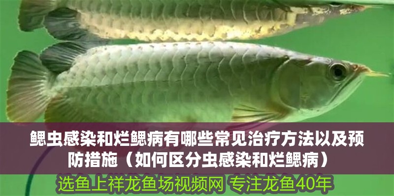 鰓蟲感染和爛鰓病有哪些常見治療方法以及預防措施（如何區分蟲感染和爛鰓病）