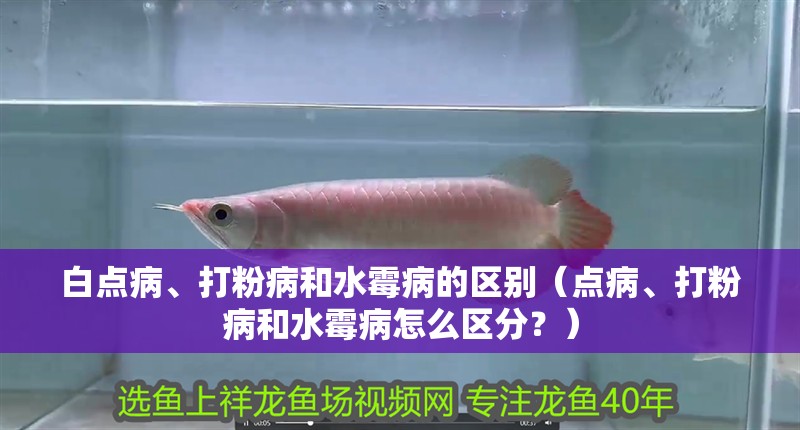 白點病、打粉病和水霉病的區(qū)別（點病、打粉病和水霉病怎么區(qū)分？）