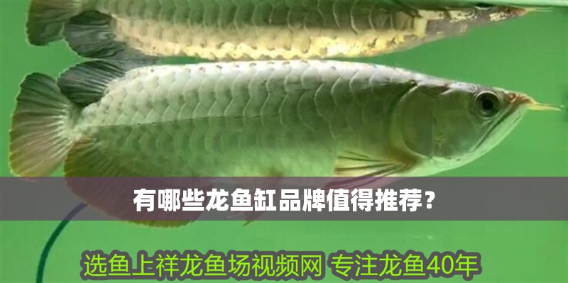 有哪些龍魚(yú)缸品牌值得推薦？