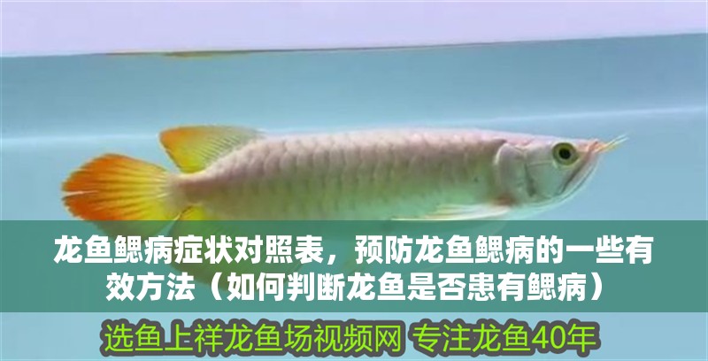 龍魚鰓病癥狀對照表，預防龍魚鰓病的一些有效方法（如何判斷龍魚是否患有鰓病）
