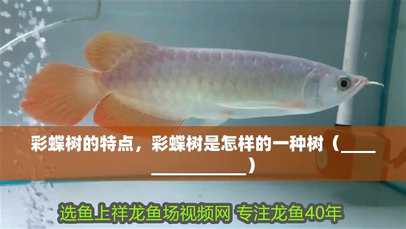 彩蝶樹的特點(diǎn)，彩蝶樹是怎樣的一種樹（_______________）