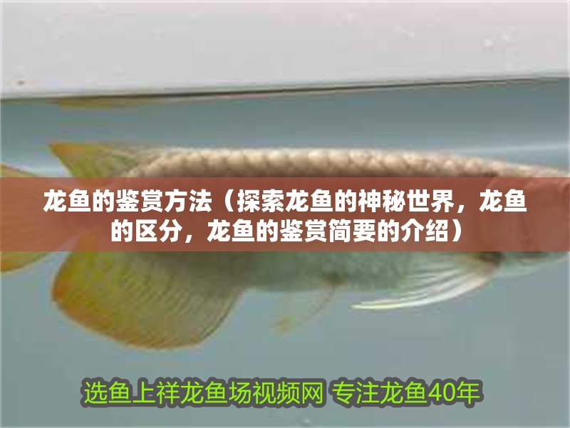 龍魚的鑒賞方法（探索龍魚的神秘世界，龍魚的區分，龍魚的鑒賞簡要的介紹）