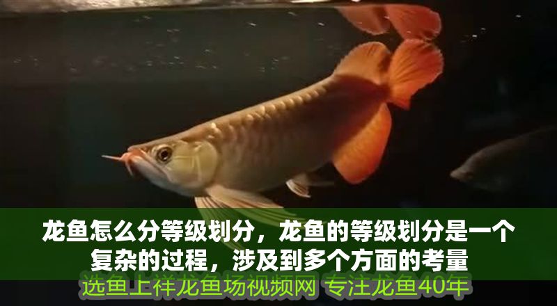 龍魚怎么分等級劃分，龍魚的等級劃分是一個復雜的過程，涉及到多個方面的考量