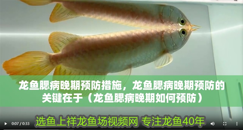 龍魚腮病晚期預防措施，龍魚腮病晚期預防的關鍵在于（龍魚腮病晚期如何預防）