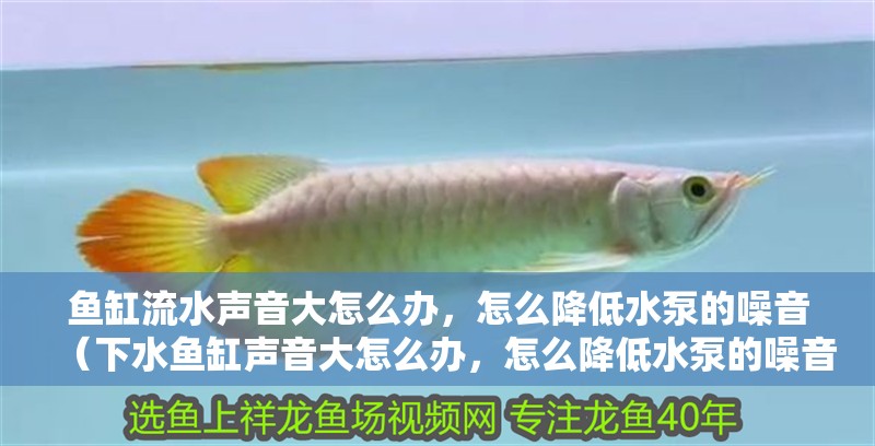 魚缸流水聲音大怎么辦，怎么降低水泵的噪音（下水魚缸聲音大怎么辦，怎么降低水泵的噪音）