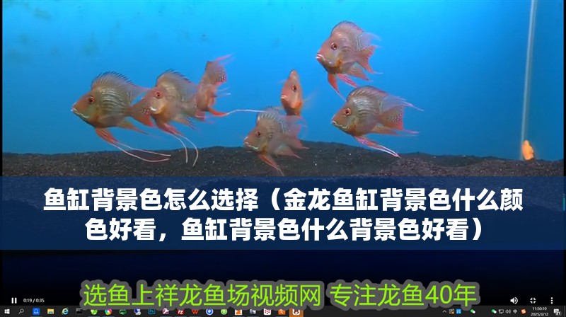 魚缸背景色怎么選擇（金龍魚缸背景色什么顏色好看，魚缸背景色什么背景色好看）