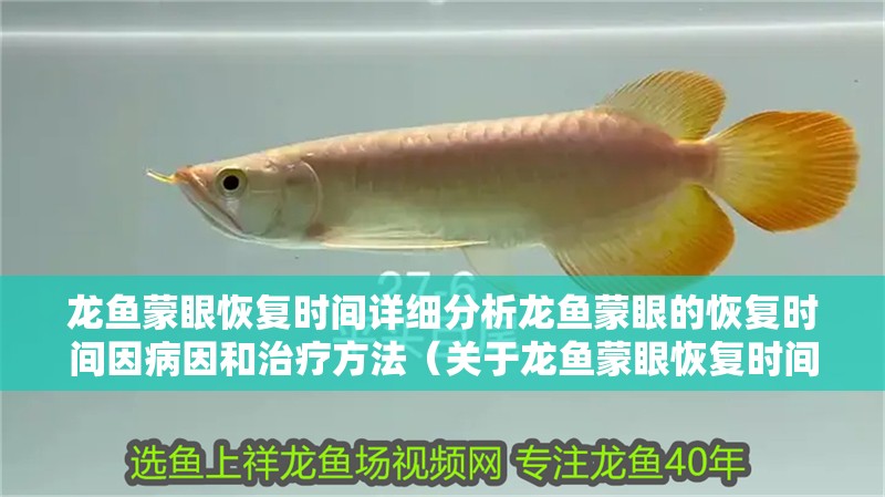 龍魚蒙眼恢復(fù)時間詳細(xì)分析龍魚蒙眼的恢復(fù)時間因病因和治療方法（關(guān)于龍魚蒙眼恢復(fù)時間的詳細(xì)分析）