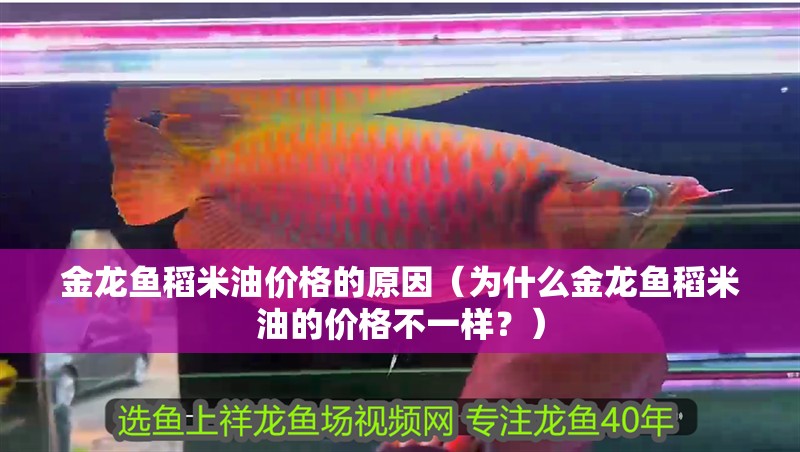 金龍魚稻米油價格的原因（為什么金龍魚稻米油的價格不一樣？）