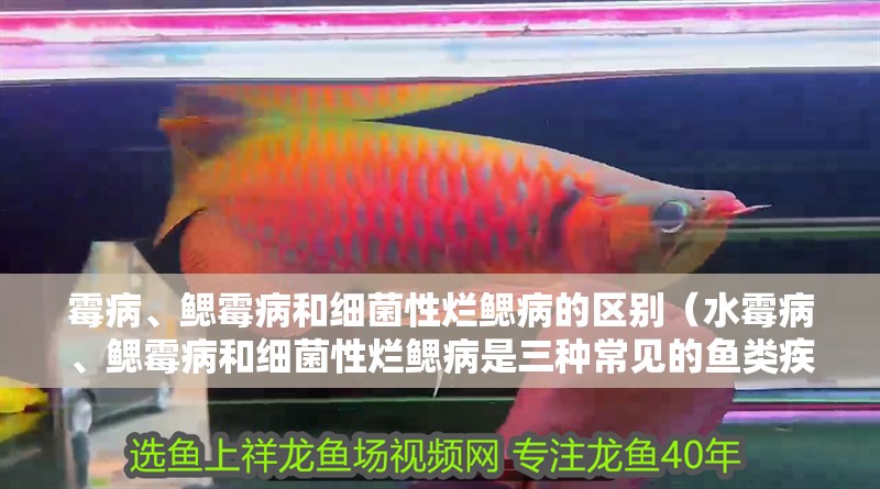 霉病、鰓霉病和細(xì)菌性爛鰓病的區(qū)別（水霉病、鰓霉病和細(xì)菌性爛鰓病是三種常見(jiàn)的魚(yú)類疾病）