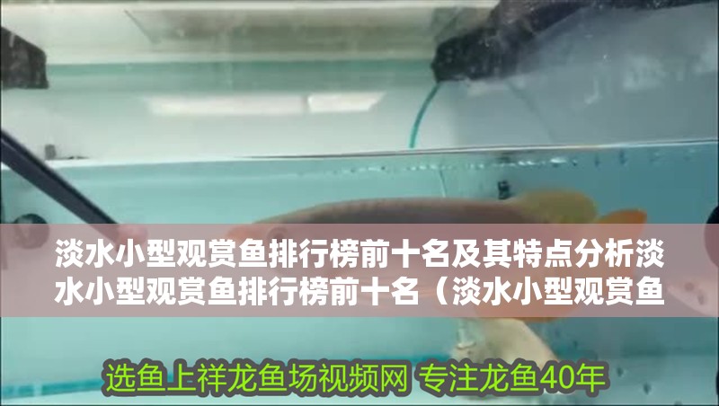 淡水小型觀賞魚排行榜前十名及其特點分析淡水小型觀賞魚排行榜前十名（淡水小型觀賞魚排行榜前十名及其特點、養殖要點及其適應環境）