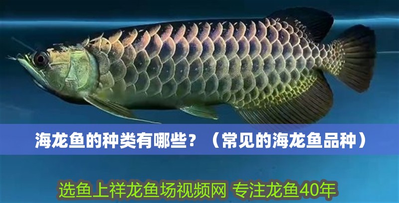 海龍魚的種類有哪些？（常見的海龍魚品種）