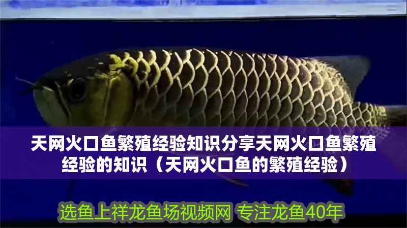 天網火口魚繁殖經驗知識分享天網火口魚繁殖經驗的知識（天網火口魚的繁殖經驗）
