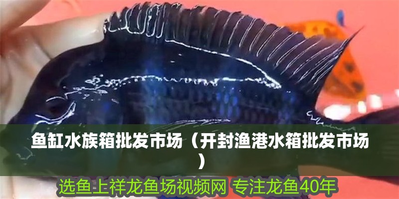 魚缸水族箱批發(fā)市場(chǎng)（開封漁港水箱批發(fā)市場(chǎng)）