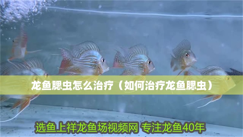 龍魚腮蟲怎么治療（如何治療龍魚腮蟲）
