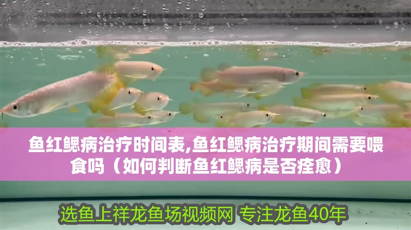 魚紅鰓病治療時間表,魚紅鰓病治療期間需要喂食嗎（如何判斷魚紅鰓病是否痊愈）