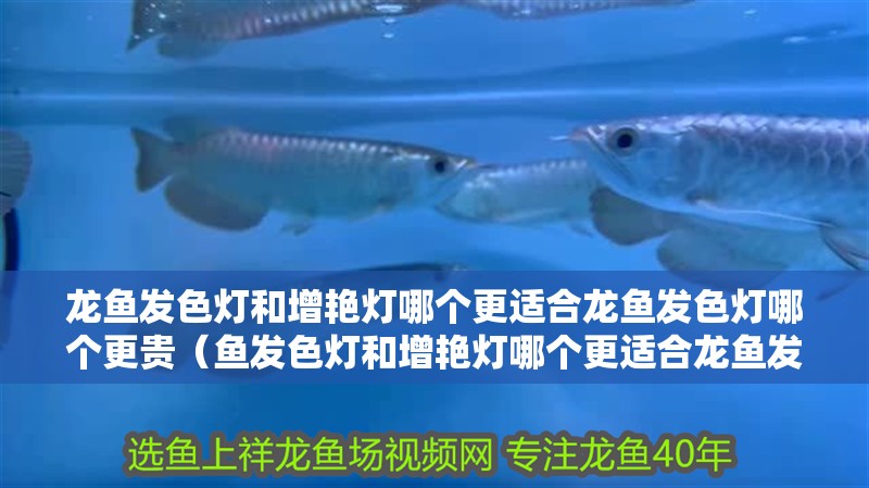 龍魚發色燈和增艷燈哪個更適合龍魚發色燈哪個更貴（魚發色燈和增艷燈哪個更適合龍魚發色燈哪個更貴）