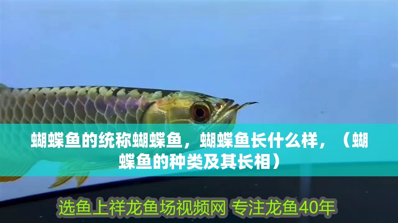 蝴蝶魚的統稱蝴蝶魚，蝴蝶魚長什么樣，（蝴蝶魚的種類及其長相）