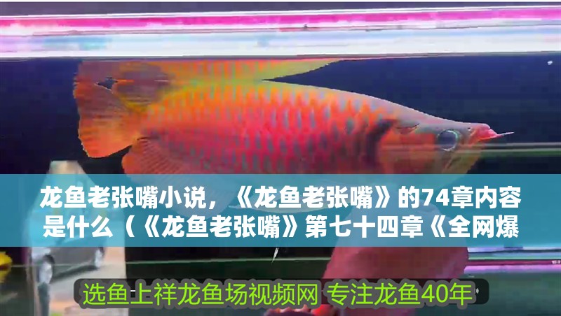 龍魚老張嘴小說，《龍魚老張嘴》的74章內容是什么（《龍魚老張嘴》第七十四章《全網爆炸了》第七十四章）