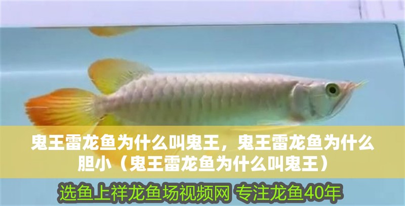 鬼王雷龍魚為什么叫鬼王，鬼王雷龍魚為什么膽小（鬼王雷龍魚為什么叫鬼王）