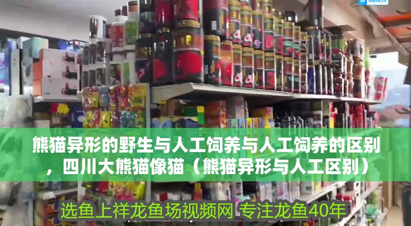 熊貓異形的野生與人工飼養與人工飼養的區別，四川大熊貓像貓（熊貓異形與人工區別）