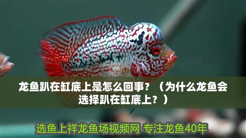 龍魚趴在缸底上是怎么回事？（為什么龍魚會選擇趴在缸底上？）