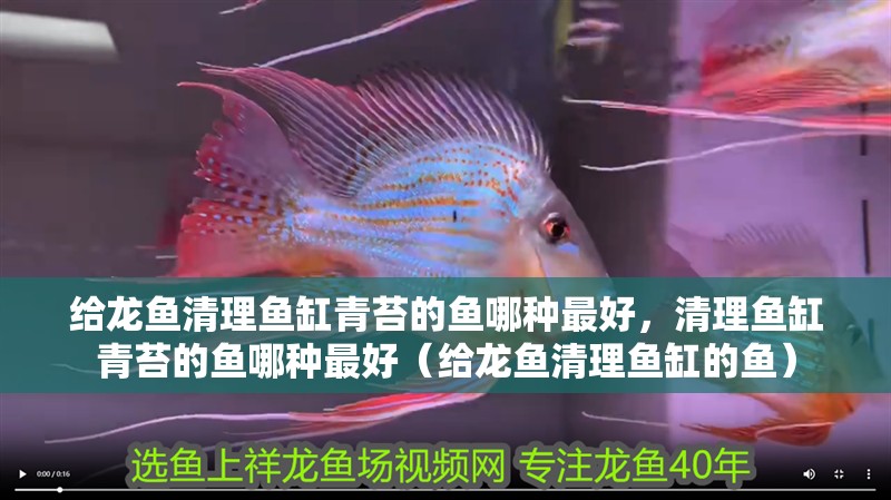 給龍魚清理魚缸青苔的魚哪種最好，清理魚缸青苔的魚哪種最好（給龍魚清理魚缸的魚）