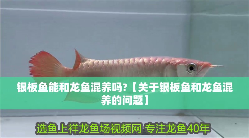 銀板魚能和龍魚混養嗎?【關于銀板魚和龍魚混養的問題】 銀板魚能和龍魚混養嗎?【關于銀板魚和龍魚混養的問題】 觀賞魚百科