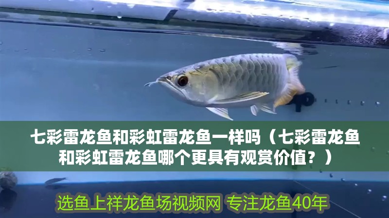 七彩雷龍魚和彩虹雷龍魚一樣嗎（七彩雷龍魚和彩虹雷龍魚哪個(gè)更具有觀賞價(jià)值？）