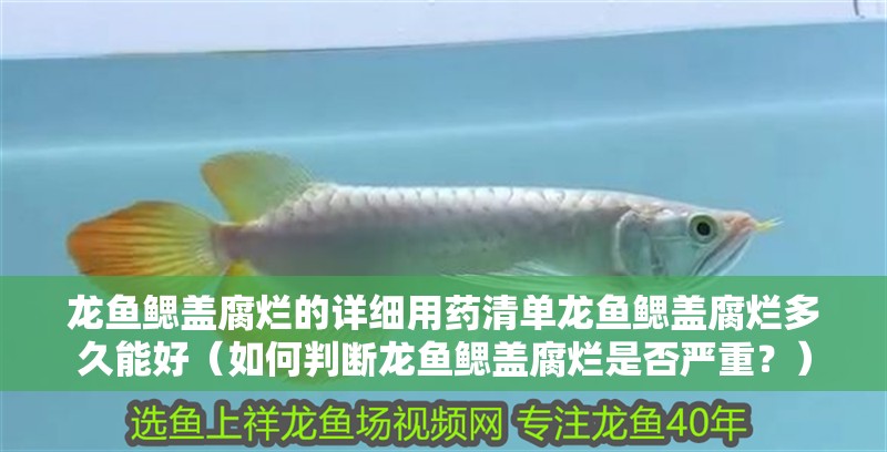 龍魚鰓蓋腐爛的詳細用藥清單龍魚鰓蓋腐爛多久能好（如何判斷龍魚鰓蓋腐爛是否嚴重？）