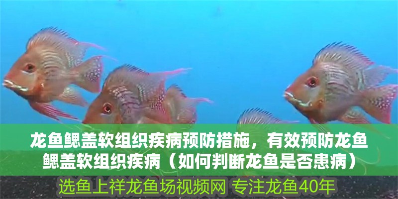龍魚鰓蓋軟組織疾病預防措施，有效預防龍魚鰓蓋軟組織疾病（如何判斷龍魚是否患病）