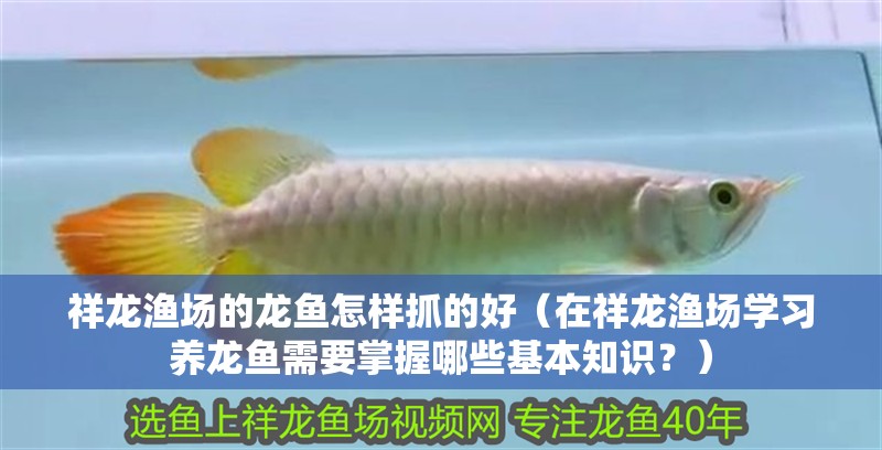 魚缸用增氧泵價格是多少:魚缸增氧機-xtrac增氧機-xtrac增氧機 祥龍漁場的龍魚怎樣抓的好(在祥龍漁場學習養龍魚需要掌握哪些基本知識?) 觀賞魚百科 祥龍漁場的龍魚怎樣抓的好(在祥龍漁場學習養龍魚需要掌握哪些基本知識?) 祥龍漁場的龍魚怎樣抓的好(在祥龍漁場學習養龍魚需要掌握哪些基本知識?) 觀賞魚百科