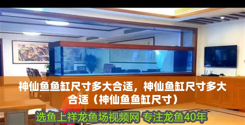 神仙魚魚缸尺寸多大合適，神仙魚缸尺寸多大合適（神仙魚魚缸尺寸）
