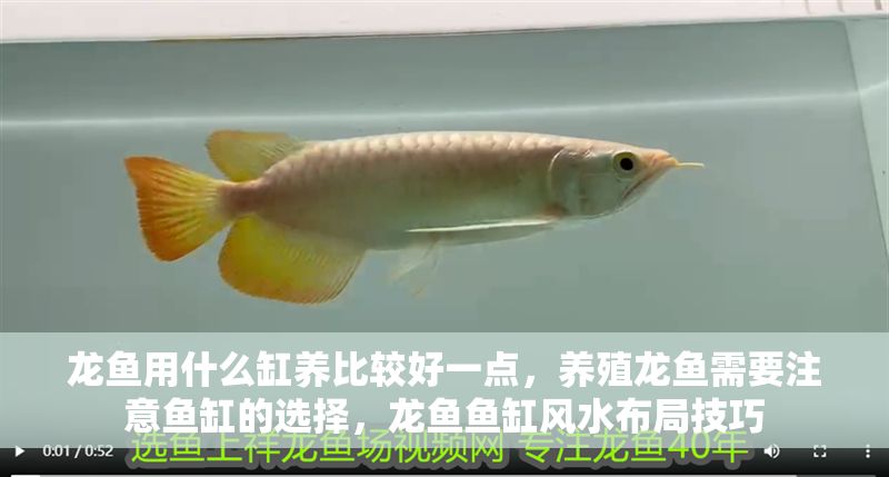龍魚用什么缸養比較好一點，養殖龍魚需要注意魚缸的選擇，龍魚魚缸風水布局技巧