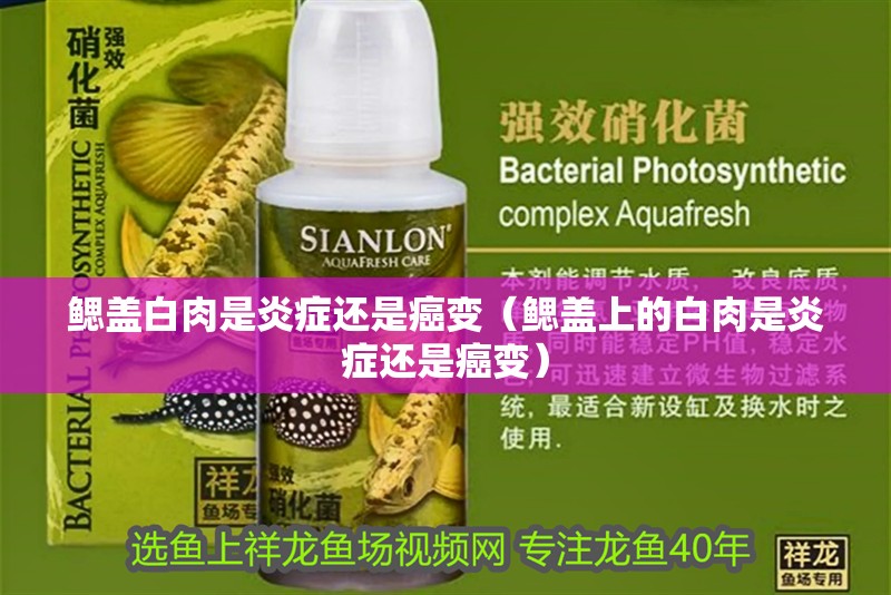 鰓蓋白肉是炎癥還是癌變（鰓蓋上的白肉是炎癥還是癌變）