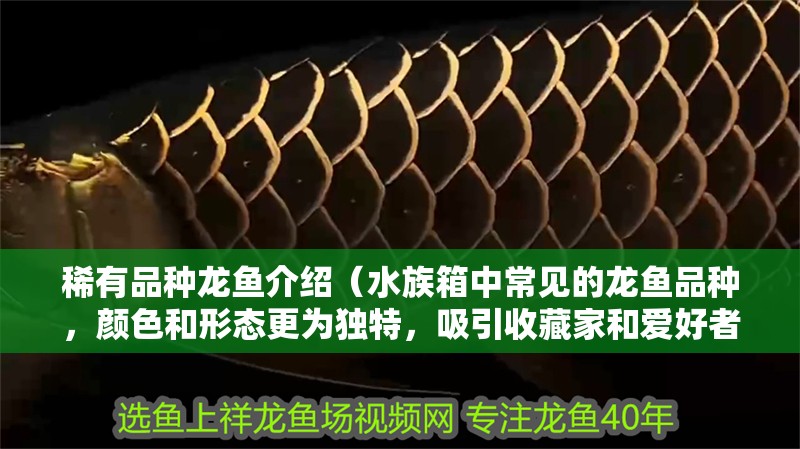 稀有品種龍魚(yú)介紹（水族箱中常見(jiàn)的龍魚(yú)品種，顏色和形態(tài)更為獨(dú)特，吸引收藏家和愛(ài)好者關(guān)注）