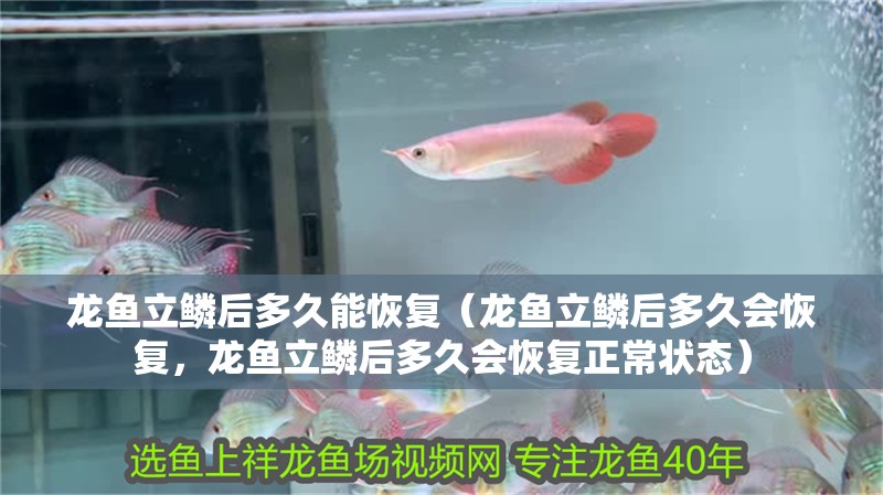 龍魚立鱗后多久能恢復(fù)（龍魚立鱗后多久會(huì)恢復(fù)，龍魚立鱗后多久會(huì)恢復(fù)正常狀態(tài)）