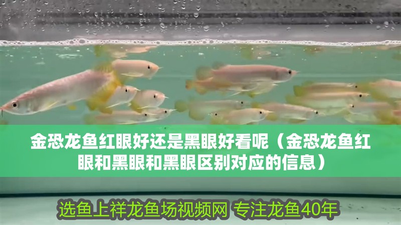 金恐龍魚紅眼好還是黑眼好看呢（金恐龍魚紅眼和黑眼和黑眼區別對應的信息）