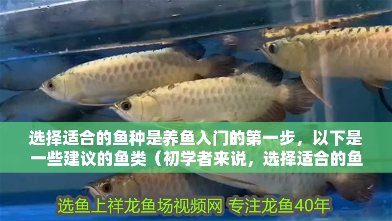 選擇適合的魚種是養魚入門的第一步，以下是一些建議的魚類（初學者來說，選擇適合的魚種是養魚入門的第一步）