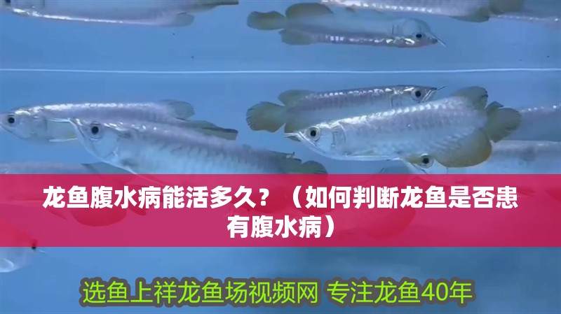 龍魚腹水病能活多久？（如何判斷龍魚是否患有腹水病）