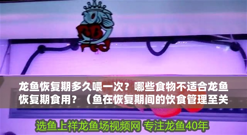 龍魚恢復期多久喂一次？哪些食物不適合龍魚恢復期食用？（魚在恢復期間的飲食管理至關重要，因為合適的食物可以加速康復） 龍魚恢復期多久喂一次？哪些食物不適合龍魚恢復期食用？（魚在恢復期間的飲食管理至關重要，因為合適的食物可以加速康復） 龍魚百科