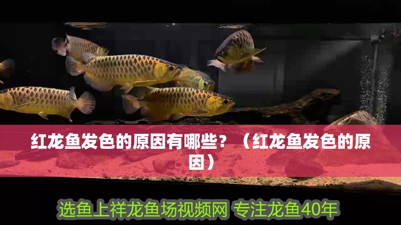 紅龍魚發(fā)色的原因有哪些？（紅龍魚發(fā)色的原因）