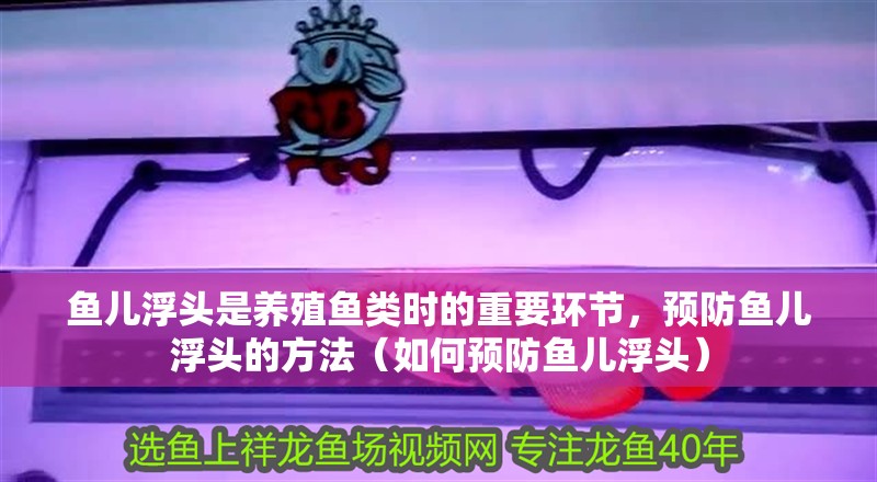 魚兒浮頭是養(yǎng)殖魚類時(shí)的重要環(huán)節(jié)，預(yù)防魚兒浮頭的方法（如何預(yù)防魚兒浮頭）